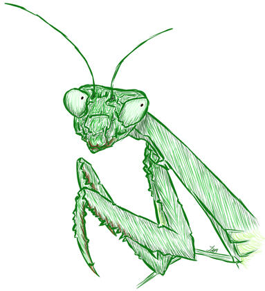 Preying Mantis (Friend)